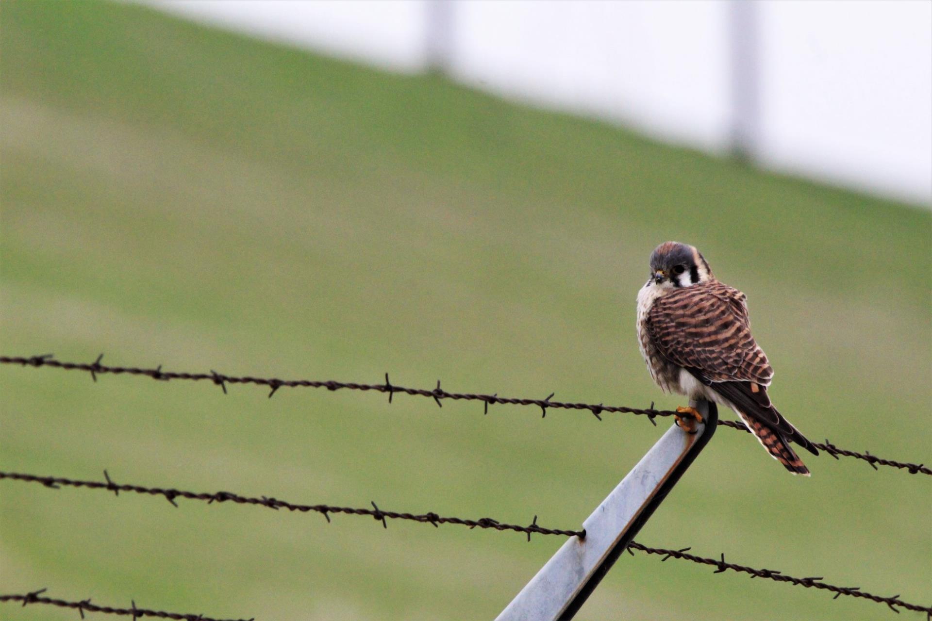 Kestrel at dam