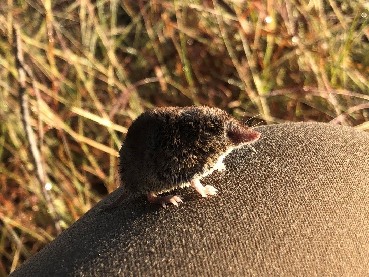 Shrew