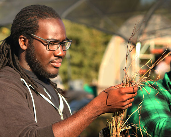 UNT student potting bluestem