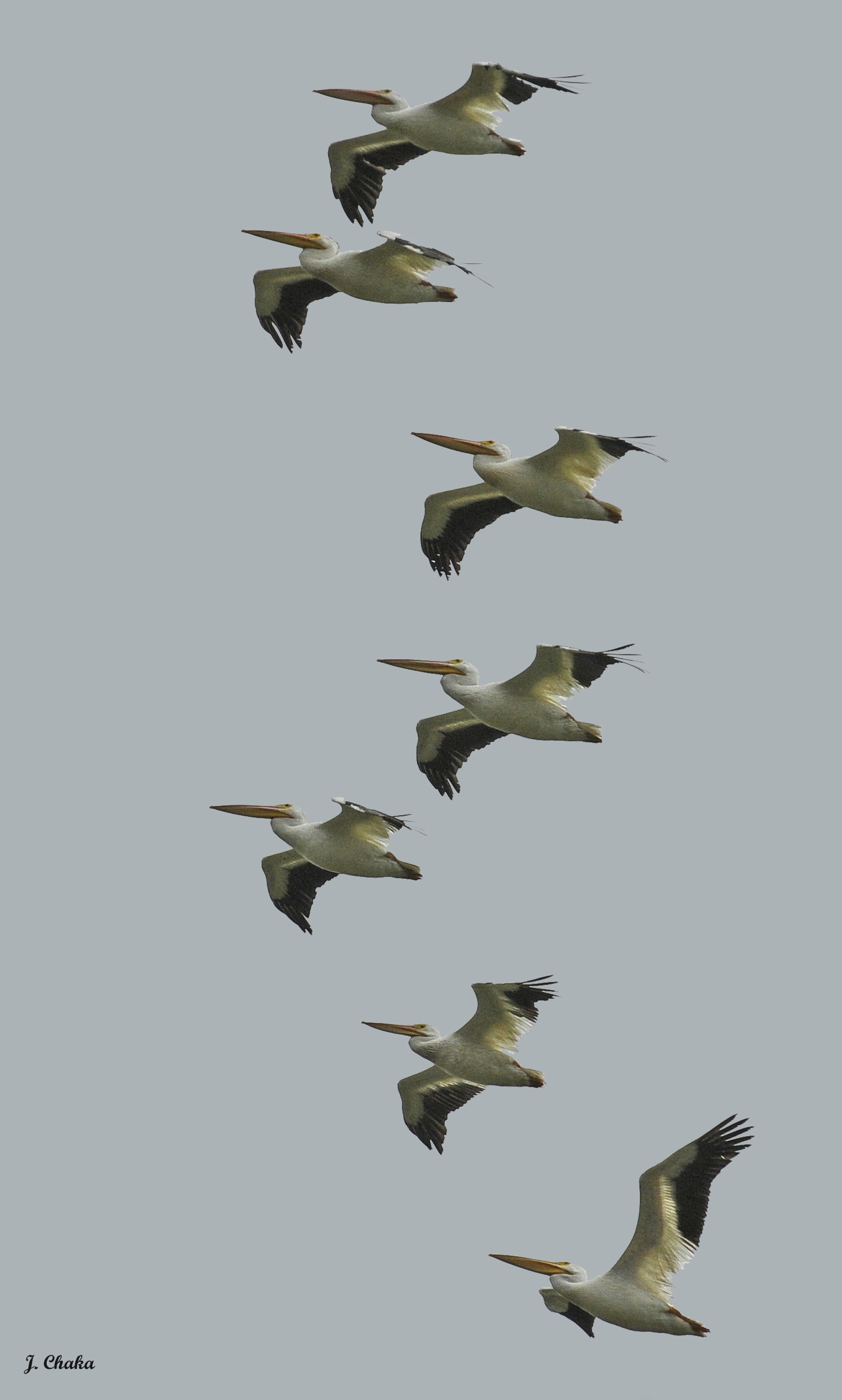 pelicans in fligt